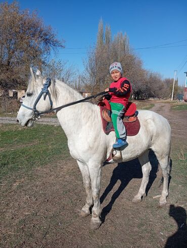 дождевик для мопса: Сатам | Байтал | Жумушка | Мерин