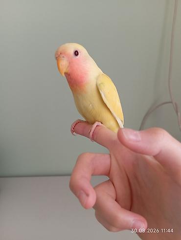 неразлучник: 🐦 Sevgi (nerazlucnik) papuqayı balaları satılır 🐣 1 ay yarımlıqdılar — 7