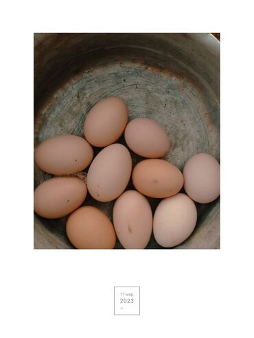 бышты сатылат: Яйца куриные от простых несушек на инкубацию