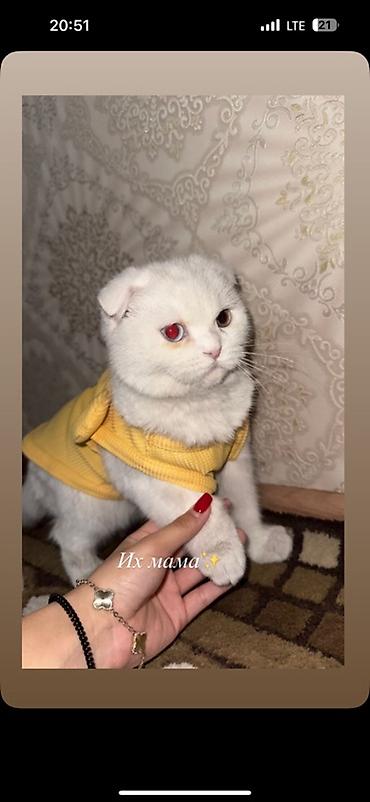 ищу котят: Им два месяца /Белоснежные плюшевые котята с аккуратными сложенными — 5