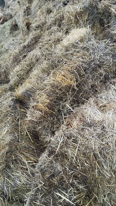 трава для животных: Рассыпной саман стройкага шыбака чириген