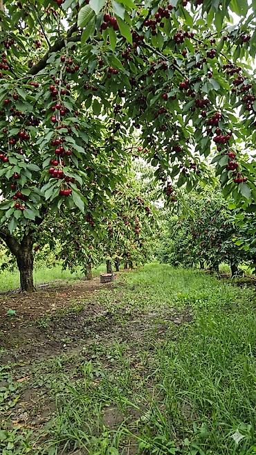 gilas bağı: 200 sot, Kənd təsərrüfatı, Mülkiyyətçi, Kupça (Çıxarış) — 1