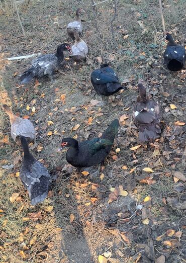 Ördəklər: Dişi, | Macar, Damazlıq, Pulsuz çatdırılma — 6