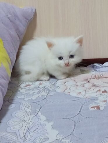 мейн кун бишкек питомник lyubushka купить котенка цена фото: Отдам беленьких котят