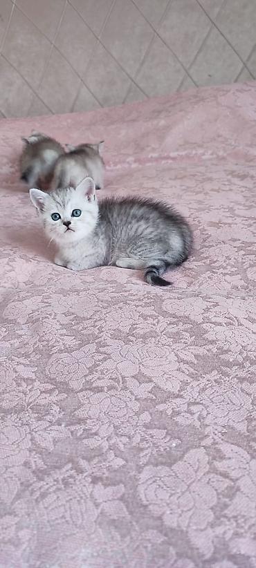 Pişiklər: Britan — 2