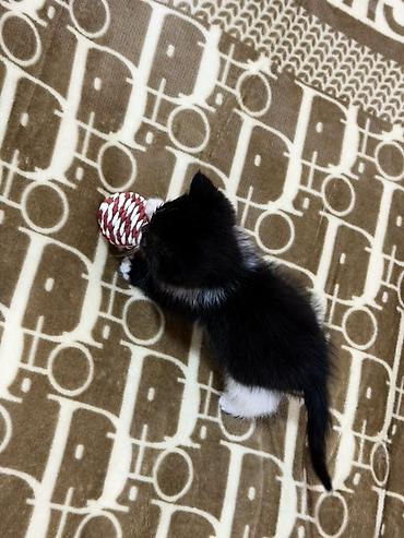ххх девочка: Котенок, остался последний Девочка 🐈‍⬛ К лотку приучена Ест влажный — 7