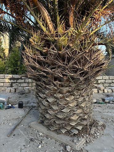 həyət gulleri: Xurma (xurma xurması) palm ağacı. Phoenix dactylifera (xurma palmı) — 4