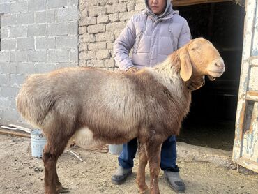 стрижка овец сокулук: Продаю | Баран (самец) | Арашан | Для разведения | Осеменитель