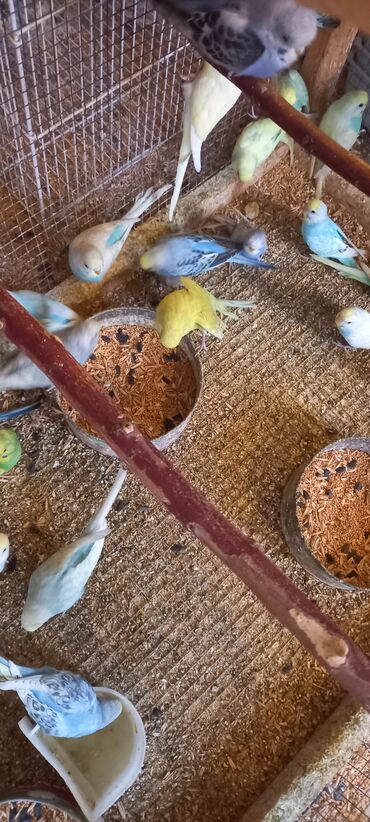 Tutuquşları: Her reng balalar var qiymetler muxtelifdir 12 manatdan baslayir 15 20 — 5