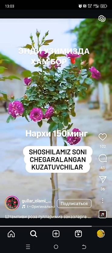 цветы в корзине: Штамбовые розы оптом
Оптом штамп роза кочоттору — 9