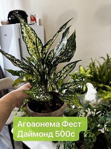 Монстеры: Монстера вариегатная — черенки: - Монстера Альба «Мраморная»: срез — 14