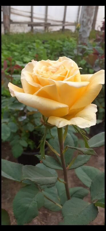 Şitillər: Məhsul: Gül kolları (gül fidanları) Təsvir: soyuqa davamlı 2 azn 3 — 12