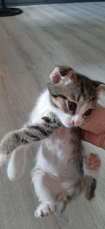 ev pisikleri satisi: Məhsul: Ev pişiyi balaları Təsvir: - Rəng: ağ-qara-qəhvəyi qarışıq — 7