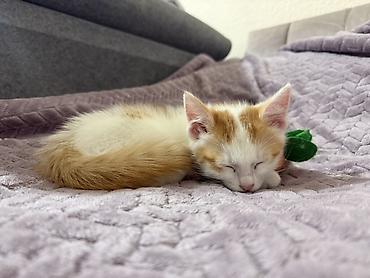 Отдам даром кошку: 2 месяца, Девочка, Приучена к лотку — 3