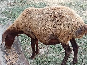 jersey cinsi: Boğaz qoyun 4ayna yetrə yetirdi hər il əkiz doğur — 8
