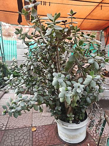 Денежное дерево: Толстянка (Crassula ovata, «денежное дерево»). - Крупногабаритный — 2