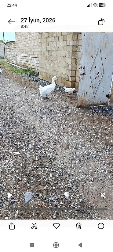 cucə və xoruz: Ağ Qazlar – təsərrüfat üçün - Növ: ağ ev qazları - Şəkillərdə bir — 2