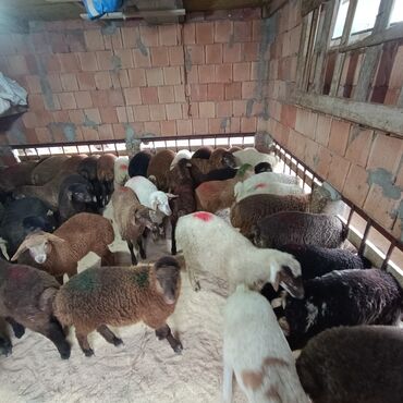 Qoyunlar, qoçlar: Salam aleyküm 215 mantdan 240 manata kimi deyişlir saxlamlqa yararlı — 3