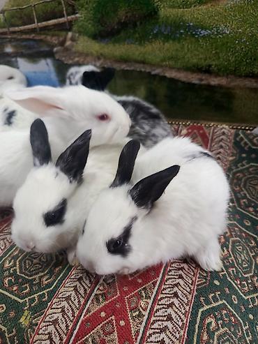 Dovşanlar: Dovşan yemi 2-azn Bala Dovşanlar 5azn. Apilka (Yonqar 1.50azn) — 14