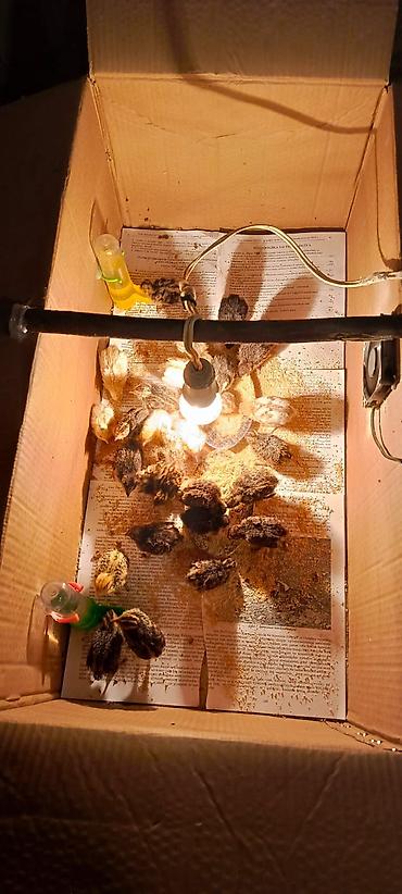 qefes: Məhsul: Bildirçin və bildirçin yumurtası Təsvir: - Cins: Ət-yumurta — 4