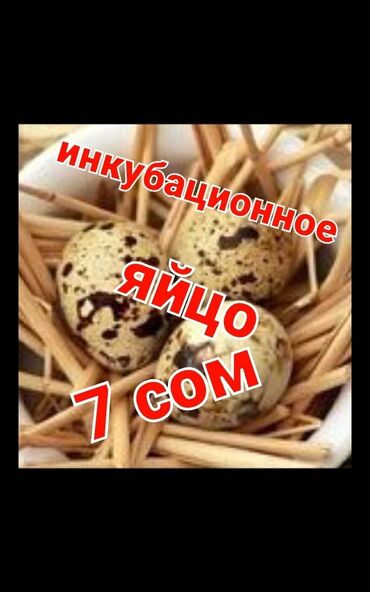клетки для кур несушек купить в бишкеке: Продаю инкубационное яйцо перепелов Техас и Феникс по