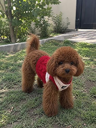 Pudel, 2 ay, Sənədli lalafo.az -da Pudel, 2 ay, Sənədli