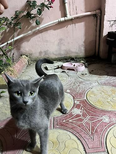 menks cinsli pişik: Rus mavisi, Dişi, Yaxşı əllərə, Ünvandan götürmə — 1