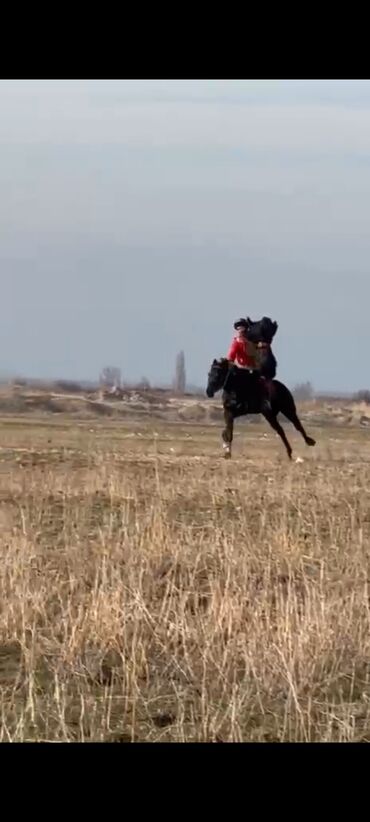 Лошади, кони: Продаю | Конь (самец) | Конный спорт — 1