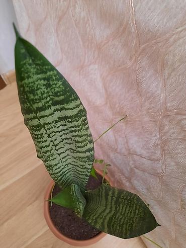yaz gulləri: Sansevieria gülü — 1