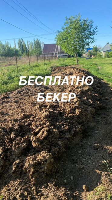 пионер жугору урук: Бесплатно отдам навоз самовывоз. Сокулук г.Шопоков