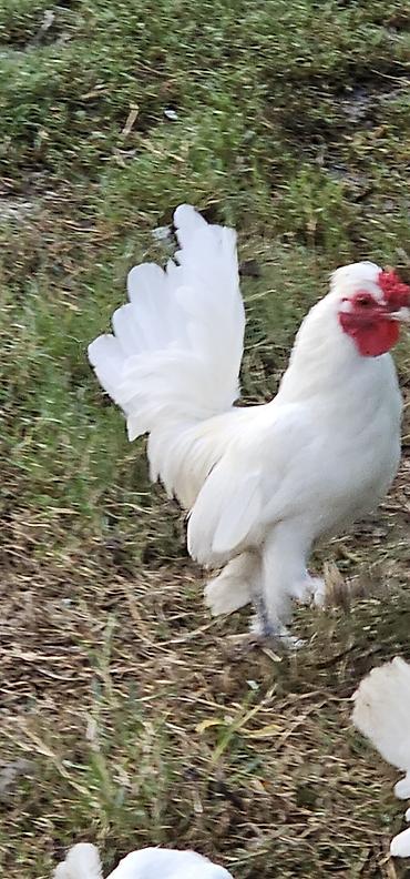 kreditle heyvan satisi: Yaponka xoruz satilir — 1