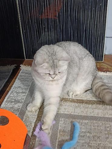 Другие услуги: Здравствуйте 🌿 Зоогостиница «Мурляндия» принимает только домашних — 5