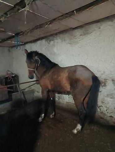 Лошади, кони: Продаю | Жеребец | Рабочий | Мерин — 9