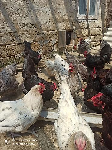 satılan atlar: Toyuq, Australorp, Damazlıq, Ödənişli çatdırılma, Ünvandan götürmə — 6