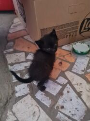 американская енотовая кошка: Кошка даром: Беспородная, 2 месяца, Мальчик