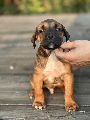 Psi: Rasa Cane Corso snažne građe) Starost: 45dana Boja dlake: nijanse — 4