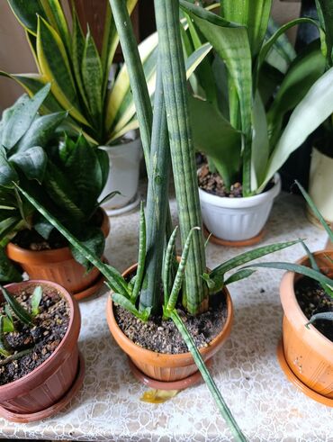Драцены и Сансевиерии: Сансевьерии (сансевиерия цилиндрическая и полосатая/вариегатная) в — 2