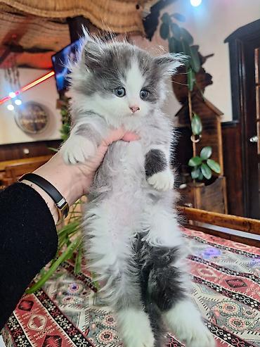 Pişiklər: Şinşilla, Dişi, Erkək — 8