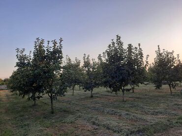 Ev və bağ: Əsas yolun kənarında marşurut,qaz,su,işıq,telefon xəttlərinə yaxın 80