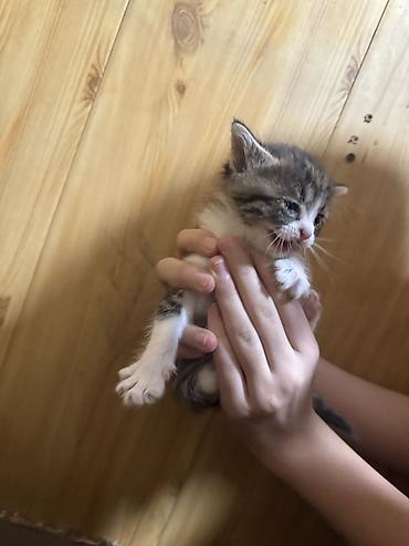 Продажа кошек: Лесная, 2 месяца, Мальчик, Рыжий, Приучена к лотку — 3