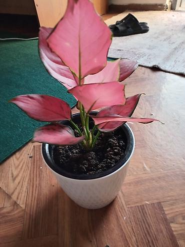 Аглаонема розовая (Aglaonema ‘Red/ Pink’), декоративно-лиственное