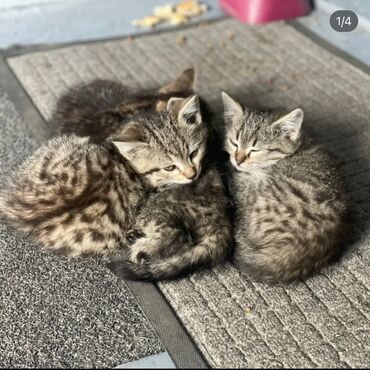 машинка для стрижки собак: Котятам нужен дом, либо временная передержка