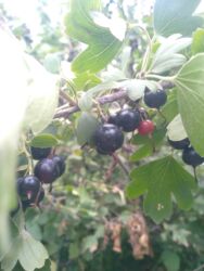 циркулярка цена в бишкеке: Qara qarağat tingleri biri 1 m ünvan Tovuz lalafo.az -da циркулярка цена в бишкеке: Qara qarağat tingleri biri 1 m ünvan Tovuz