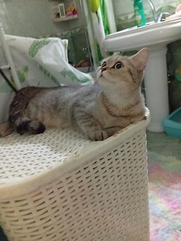 Pişiklər: Şotland — 10