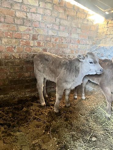 Коровы, быки: Продаю | Музоо, торпок | Полукровка | Для разведения | Искусственник — 6