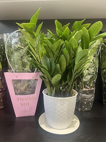 Драцены и Сансевиерии: Адаптированные пересаженные в горшках. Сансеvierия (Sansevieria — 13