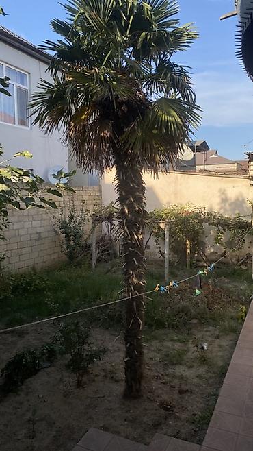 Ağaclar: Trachycarpus fortunei (yapraq fanlı xurma) – həyətyanı sahə üçün — 2