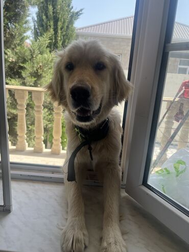 İtlər: Retriever, 2 il, Dişi, Pulsuz çatdırılma