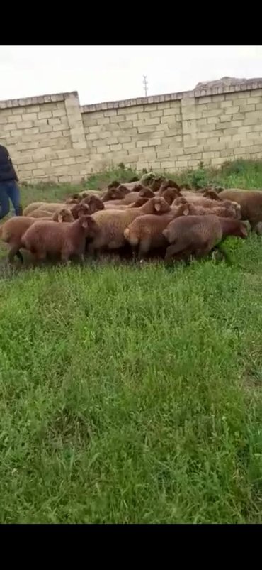 şahin quşu satılır: Quzu satılır hər növdə hər çəkidə