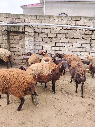 Qoyunlar, qoçlar: Satılır: Qoyun sürüsü - Növ: yerli xalı/xar (uzunquyruq, yağlı — 21
